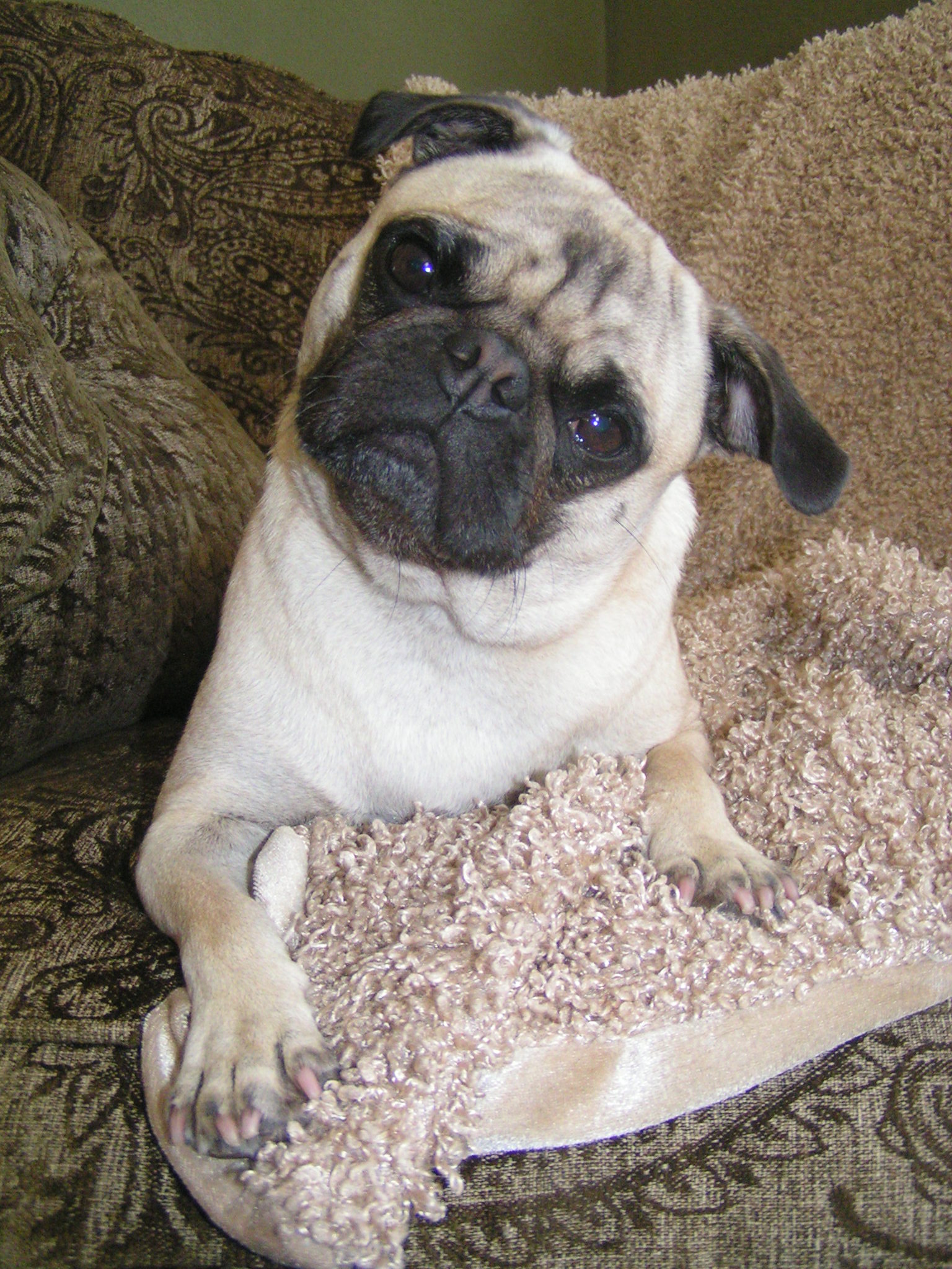 Scarborough the Pug